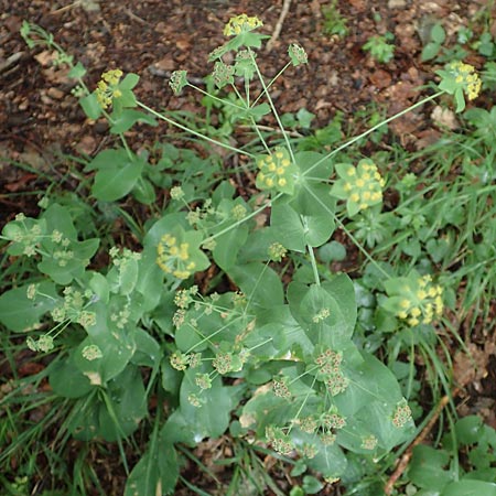 Bupleurum longifolium \ Langbl�ttriges Hasenohr, Wald-Hasenohr / Long-Leaved Hare's Ear, D Hechingen 20.6.2015