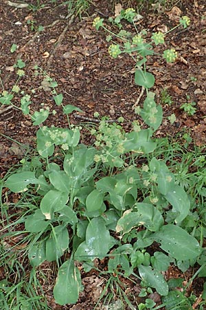 Bupleurum longifolium \ Langbl�ttriges Hasenohr, Wald-Hasenohr / Long-Leaved Hare's Ear, D Hechingen 20.6.2015