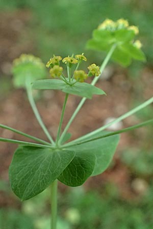 Bupleurum longifolium \ Langbl�ttriges Hasenohr, Wald-Hasenohr / Long-Leaved Hare's Ear, D Hechingen 20.6.2015