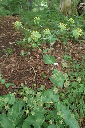 Bupleurum longifolium \ Langbl�ttriges Hasenohr, Wald-Hasenohr / Long-Leaved Hare's Ear, D Hechingen 20.6.2015