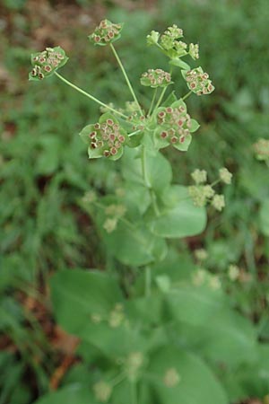 Bupleurum longifolium \ Langbl�ttriges Hasenohr, Wald-Hasenohr / Long-Leaved Hare's Ear, D Hechingen 20.6.2015