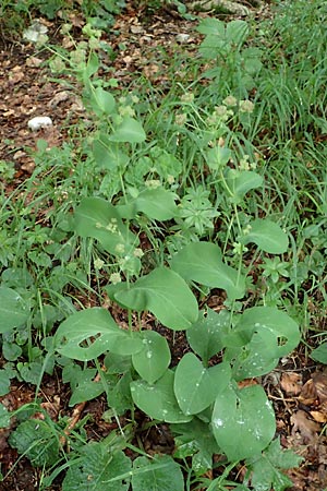 Bupleurum longifolium \ Langbl�ttriges Hasenohr, Wald-Hasenohr / Long-Leaved Hare's Ear, D Hechingen 20.6.2015