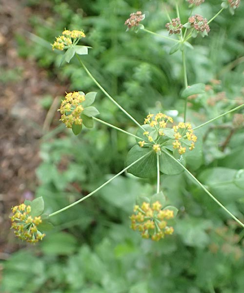 Bupleurum longifolium \ Langbl�ttriges Hasenohr, Wald-Hasenohr / Long-Leaved Hare's Ear, D Hechingen 20.6.2015