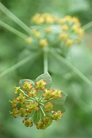 Bupleurum longifolium \ Langbl�ttriges Hasenohr, Wald-Hasenohr / Long-Leaved Hare's Ear, D Hechingen 20.6.2015