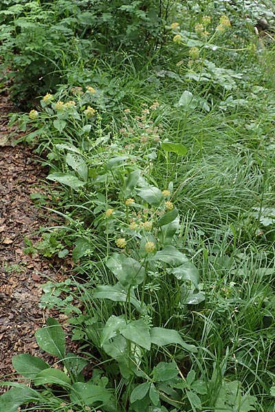 Bupleurum longifolium \ Langbl�ttriges Hasenohr, Wald-Hasenohr / Long-Leaved Hare's Ear, D Hechingen 20.6.2015