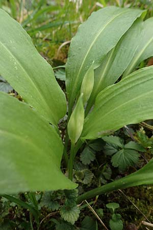 Allium ursinum \ B�r-Lauch / Ramsons, D Mannheim 3.4.2016