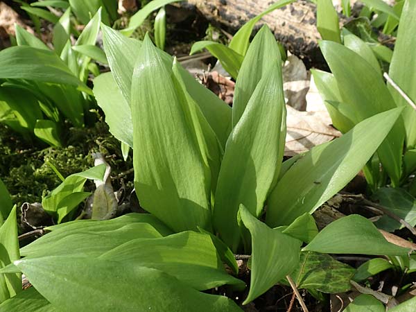Allium ursinum \ B�r-Lauch / Ramsons, D Mannheim 11.3.2017