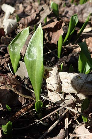 Allium ursinum \ B�r-Lauch / Ramsons, D Mannheim 24.2.2018