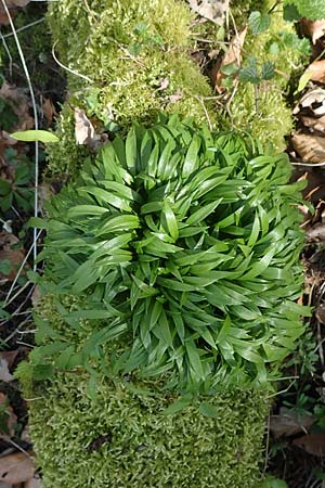 Allium ursinum \ B�r-Lauch / Ramsons, D Bensheim 7.4.2018