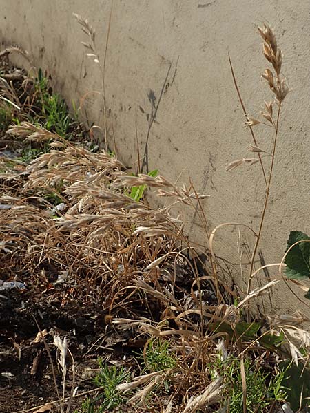 Bromus lanceolatus \ Spreizende Trespe / Mediterranean Brome, D Stuttgart 6.6.2018