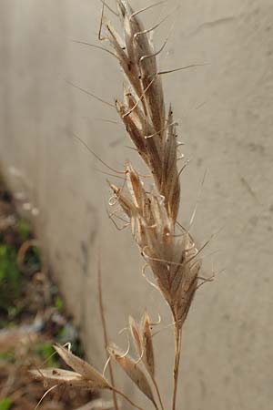 Bromus lanceolatus \ Spreizende Trespe / Mediterranean Brome, D Stuttgart 6.6.2018