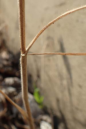 Bromus lanceolatus \ Spreizende Trespe / Mediterranean Brome, D Stuttgart 6.6.2018