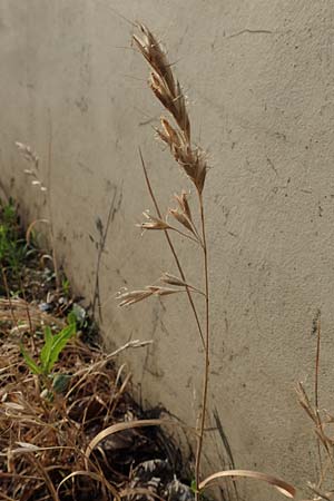 Bromus lanceolatus \ Spreizende Trespe / Mediterranean Brome, D Stuttgart 6.6.2018