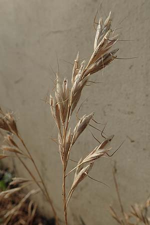 Bromus lanceolatus, Spreizende Trespe