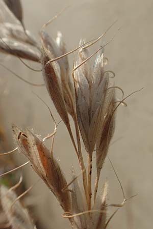Bromus lanceolatus \ Spreizende Trespe / Mediterranean Brome, D Stuttgart 6.6.2018