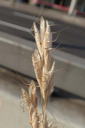 Bromus lanceolatus \ Spreizende Trespe / Mediterranean Brome, D Stuttgart 6.6.2018