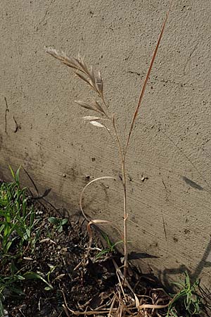 Bromus lanceolatus \ Spreizende Trespe / Mediterranean Brome, D Stuttgart 6.6.2018