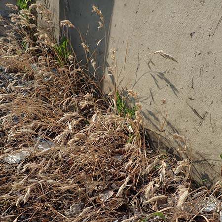 Bromus lanceolatus \ Spreizende Trespe / Mediterranean Brome, D Stuttgart 6.6.2018