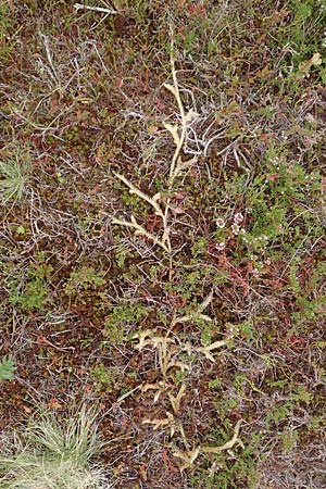 Lycopodium clavatum \ Keulen-B�rlapp / Stag's-Horn Clubmoss, Common Clubmoss, D Harz, Sonnenberg 24.8.2018
