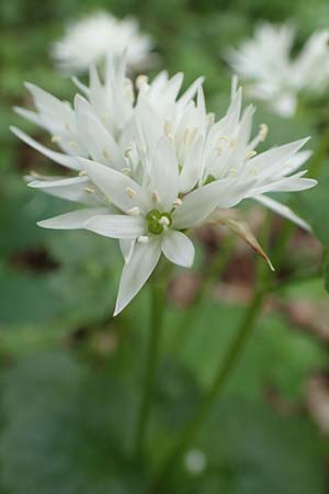 Allium ursinum \ B�r-Lauch / Ramsons, D Leverkusen 24.4.2019