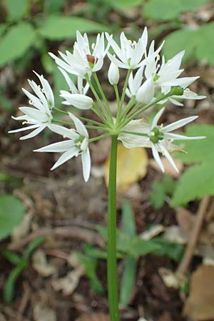 Allium ursinum \ B�r-Lauch / Ramsons, D Leverkusen 24.4.2019