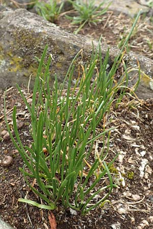 Allium senescens subsp. montanum \ Berg-Lauch / Mountain Garlic, German Garlic, D Felsberg 29.7.2019