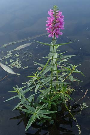 Lythrum salicaria \ Blut-Weiderich / Purple Loosestrife, D Brandenburg, Havelaue-Strodehne 18.9.2020