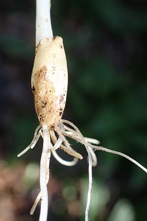 Allium ursinum \ B�r-Lauch / Ramsons, D Bensheim 29.3.2021