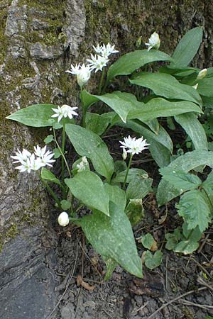 Allium ursinum \ B�r-Lauch / Ramsons, D Mannheim 28.4.2021