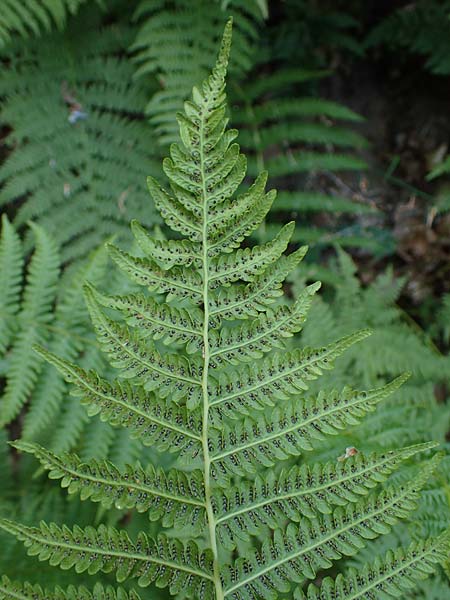 Oreopteris limbosperma \ Berg-Farn, Berg-Lappen-Farn / Sweet Mountain Fern, Lemon-Scented Fern, D Odenwald, Erbach 17.7.2022
