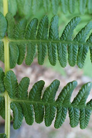 Oreopteris limbosperma \ Berg-Farn, Berg-Lappen-Farn / Sweet Mountain Fern, Lemon-Scented Fern, D Odenwald, Erbach 17.7.2022
