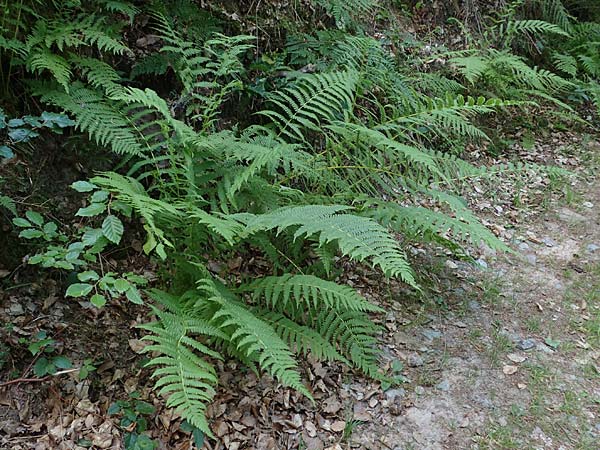 Oreopteris limbosperma \ Berg-Farn, Berg-Lappen-Farn / Sweet Mountain Fern, Lemon-Scented Fern, D Odenwald, Erbach 17.7.2022