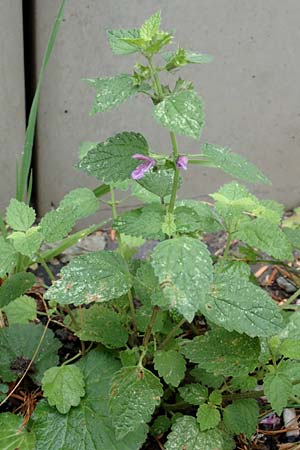 Ballota nigra subsp. meridionalis \ Stinkende Schwarznessel / Black Ballota, D Mannheim 18.9.2016