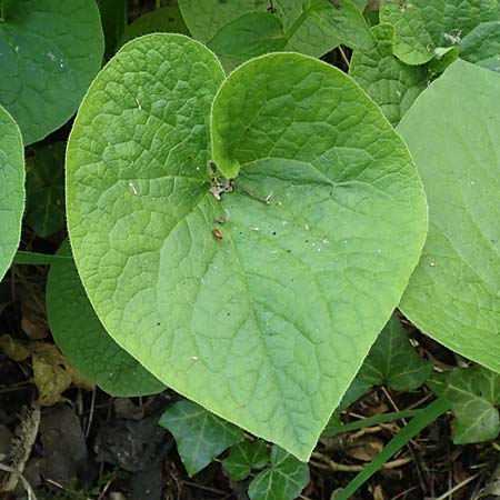 Brunnera macrophylla \ Gro�bl�ttriges Kaukasus-Vergissmeinnicht / Siberian Bugloss, False Forget-me-not, D Pforzheim 29.4.2017