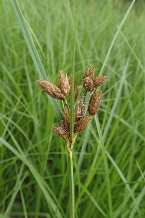 Bolboschoenus laticarpus \ Breitfr�chtige Strandsimse / Broadseed Club-Rush, D Gro&szlig;-Gerau 28.7.2017