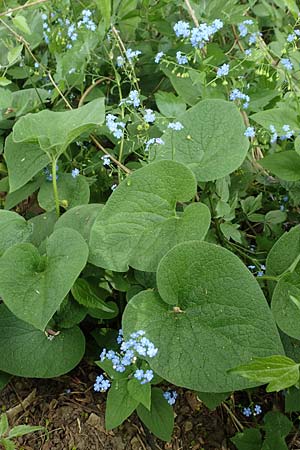 Brunnera macrophylla, Gro&szlig;bl&auml;ttriges Kaukasus-Vergissmeinnicht