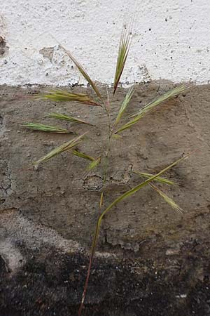 Bromus madritensis, Mittelmeer-Trespe