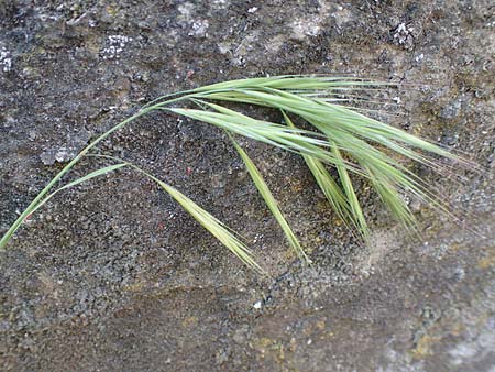 Bromus madritensis \ Mittelmeer-Trespe / Compact Brome, D Assmannshausen 9.5.2018