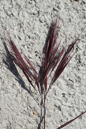 Bromus madritensis \ Mittelmeer-Trespe / Compact Brome, D Assmannshausen 9.5.2018
