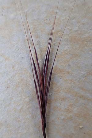 Bromus madritensis \ Mittelmeer-Trespe / Compact Brome, D Assmannshausen 9.5.2018