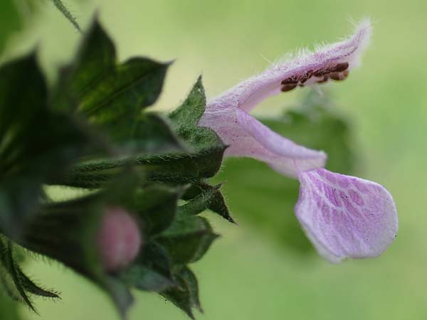 Ballota nigra subsp. meridionalis \ Stinkende Schwarznessel / Black Ballota, D Mannheim 15.10.2019