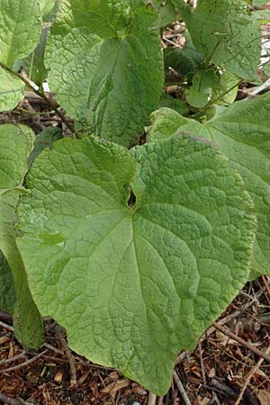 Brunnera macrophylla \ Gro�bl�ttriges Kaukasus-Vergissmeinnicht / Siberian Bugloss, False Forget-me-not, D Heidelberg 3.5.2020