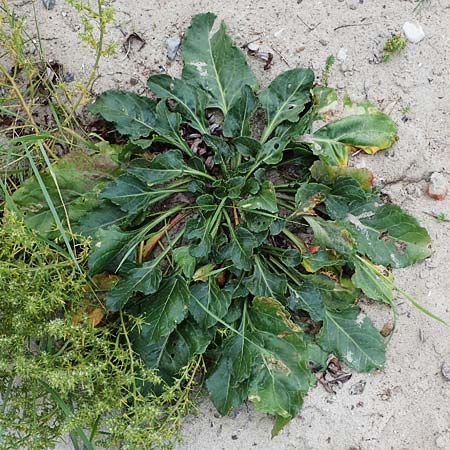 Beta vulgaris subsp. maritima \ Wilde R�be, Meer-Mangold / Sea Beet, D Hohwacht 13.9.2021