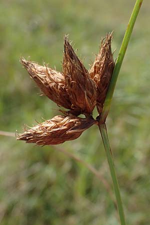 Bolboschoenus maritimus \ Strandsimse / Sea Club-Rush, D Hohwacht 14.9.2021