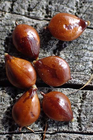 Bolboschoenus maritimus \ Strandsimse / Sea Club-Rush, D Hohwacht 14.9.2021