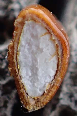 Bolboschoenus maritimus \ Strandsimse / Sea Club-Rush, D Hohwacht 14.9.2021