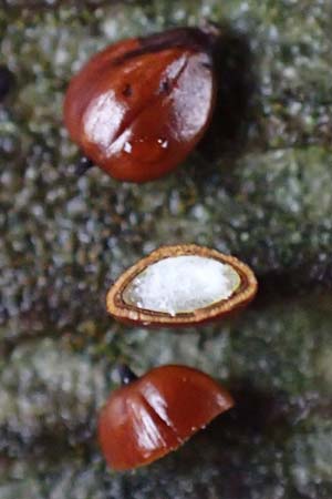 Bolboschoenus maritimus \ Strandsimse / Sea Club-Rush, D Hohwacht 17.9.2021