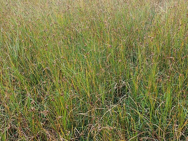 Bolboschoenus maritimus \ Strandsimse / Sea Club-Rush, D Wendtorf 18.9.2021