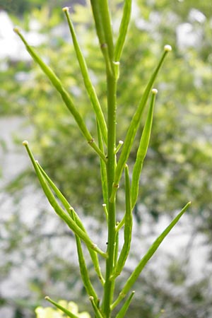Brassica nigra \ Schwarzer Senf / Black Mustard, D Runkel an der Lahn 17.6.2015