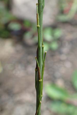 Brassica nigra \ Schwarzer Senf / Black Mustard, D Mannheim 5.10.2015